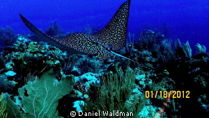 Eagle Ray shot taken about 3 ft from Eagle Ray about 80 f... by Daniel Waldman 